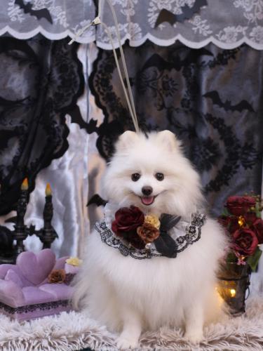 20231007ポルくん